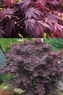 Yasemin Full Moon Japanese Maple - 5 Gallon Pot -Garden Plant Shop acer shirasawanum yasemin full moon japanese maple 5