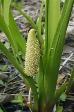 American Sweet Flag (Acorus Americanus) - 1 Gallon Pot 3 American Sweet Flag (Acorus Americanus) - 1 Gallon Pot -Garden Plant Shop acorus americanus american sweet flag 10