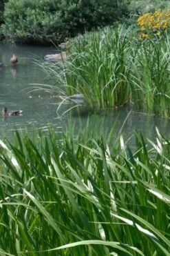 American Sweet Flag (Acorus Americanus) - 1 Gallon Pot 4 American Sweet Flag (Acorus Americanus) - 1 Gallon Pot -Garden Plant Shop acorus americanus american sweet flag 11