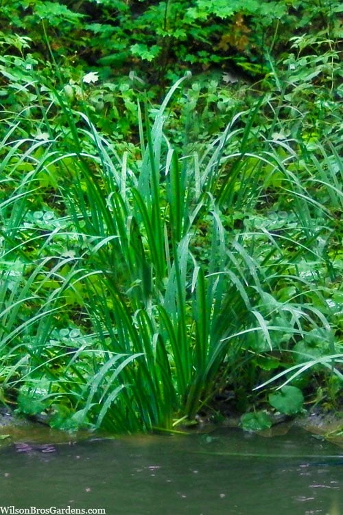 American Sweet Flag (Acorus americanus) - 6 Pack of 1 Gallon Pots American Sweet Flag (Acorus Americanus) - 6 Pack Of 1 Gallon Pots -Garden Plant Shop acorus americanus american sweet flag 12 2