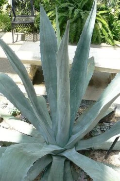 American Agave (Century Plant) - 3 Gallon Pot 5 American Agave (Century Plant) - 3 Gallon Pot -Garden Plant Shop agave americana centrury plant 1