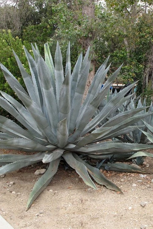 American Agave (Century Plant) - 3 Gallon Pot American Agave (Century Plant) - 3 Gallon Pot -Garden Plant Shop agave americana centrury plant 5