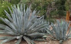 American Agave (Century Plant) - 3 Gallon Pot 3 American Agave (Century Plant) - 3 Gallon Pot -Garden Plant Shop agave americana centrury plant 6