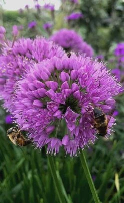 Millenium Allium (Ornamental Onion) - 1 Gallon Pot 7 Millenium Allium (Ornamental Onion) - 1 Gallon Pot -Garden Plant Shop allium millenium 10 1