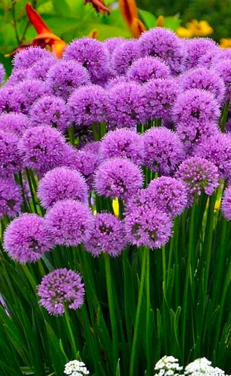Millenium Allium (Ornamental Onion) - 1 Gallon Pot Millenium Allium (Ornamental Onion) - 1 Gallon Pot -Garden Plant Shop allium millenium 12 1