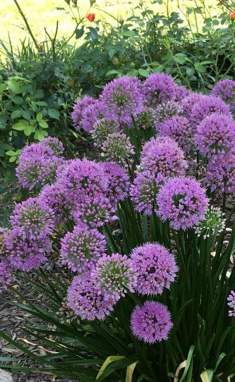 Millenium Allium (Ornamental Onion) - 1 Gallon Pot Millenium Allium (Ornamental Onion) - 1 Gallon Pot -Garden Plant Shop allium millenium 2 1