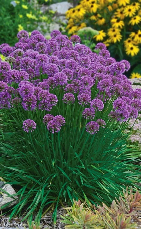 Millenium Allium (Ornamental Onion) - 1 Gallon Pot Millenium Allium (Ornamental Onion) - 1 Gallon Pot -Garden Plant Shop allium millenium 3 1