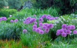 Millenium Allium (Ornamental Onion) - 1 Gallon Pot 4 Millenium Allium (Ornamental Onion) - 1 Gallon Pot -Garden Plant Shop allium millenium 4 1