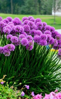 Millenium Allium (Ornamental Onion) - 1 Gallon Pot 9 Millenium Allium (Ornamental Onion) - 1 Gallon Pot -Garden Plant Shop allium millenium 6 1