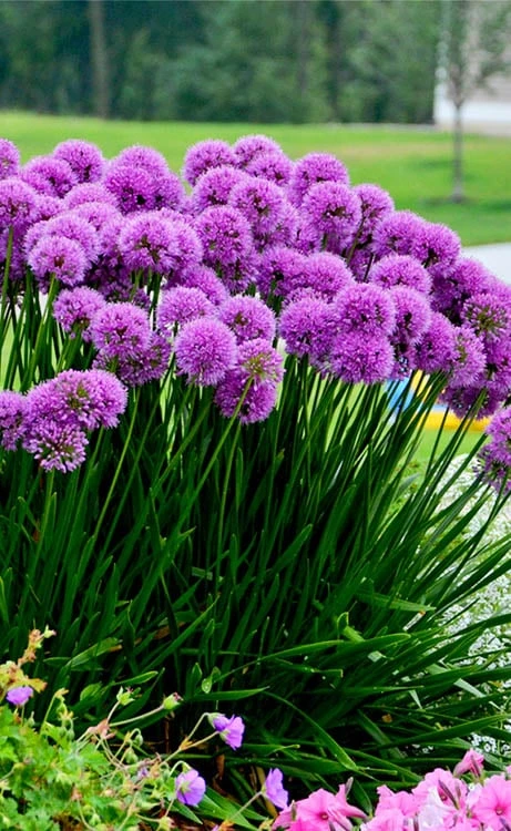 Millenium Allium (Ornamental Onion) - 1 Gallon Pot Millenium Allium (Ornamental Onion) - 1 Gallon Pot -Garden Plant Shop allium millenium 6 1