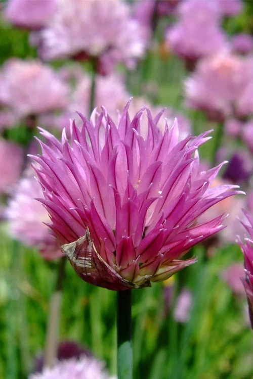 Chives Plant (Allium schoenoprasum) - 5 Pack of Quart Pots Chives Plant (Allium Schoenoprasum) - 5 Pack Of Quart Pots -Garden Plant Shop allium schoenprasum chives 2