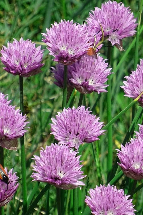 Chives Plant (Allium schoenoprasum) - 5 Pack of Quart Pots Chives Plant (Allium Schoenoprasum) - 5 Pack Of Quart Pots -Garden Plant Shop allium schoenprasum chives 3