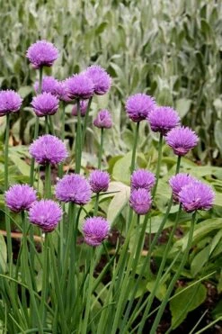 Chives Plant (Allium Schoenoprasum) - 5 Pack Of Quart Pots 3 Chives Plant (Allium Schoenoprasum) - 5 Pack Of Quart Pots -Garden Plant Shop allium schoenprasum chives 4