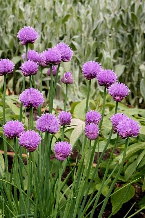 Chives Plant (Allium schoenoprasum) - 5 Pack of Quart Pots Chives Plant (Allium Schoenoprasum) - 5 Pack Of Quart Pots -Garden Plant Shop allium schoenprasum chives 4