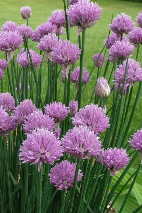 Chives Plant (Allium schoenoprasum) - 5 Pack of Quart Pots Chives Plant (Allium Schoenoprasum) - 5 Pack Of Quart Pots -Garden Plant Shop allium schoenprasum chives 5