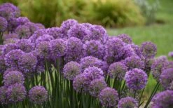 Serendipity Allium (Ornamental Onion) - 1 Gallon Pot -Garden Plant Shop allium serendipity 2 800x500 1
