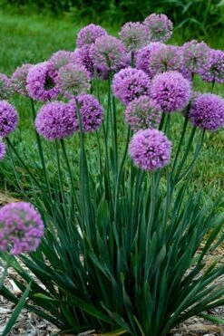 Serendipity Allium (Ornamental Onion) - 1 Gallon Pot -Garden Plant Shop allium serendipity 500x750 1