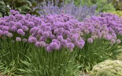 Serendipity Allium (Ornamental Onion) - 1 Gallon Pot -Garden Plant Shop allium serendipity 800x500 1