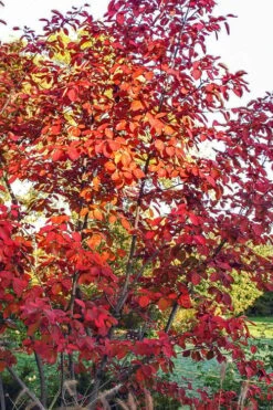 Autumn Brilliance Serviceberry Tree - 3 Gallon Pot -Garden Plant Shop amelanchier grandiflora autumn brilliance serviceberry 3