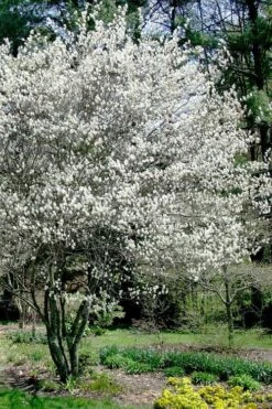 Autumn Brilliance Serviceberry Tree - 7 Gallon Pot (5-6') -Garden Plant Shop amelanchier grandiflora autumn brilliance serviceberry 5 1