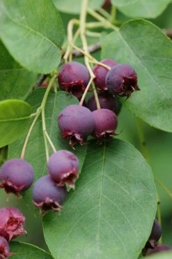 Autumn Brilliance Serviceberry Tree - 3 Gallon Pot -Garden Plant Shop amelanchier grandiflora autumn brilliance serviceberry 8