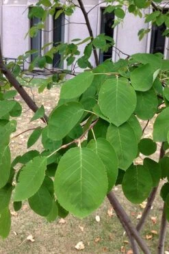 Allegheny Serviceberry Tree (Amelanchier Laevis) - 1 Gallon Pot -Garden Plant Shop amelanchier laevis allegheny serviceberry 4 1