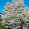 Allegheny Serviceberry Tree (Amelanchier Laevis) - 1 Gallon Pot