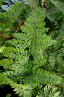 Shiny Bristle Fern - 6 Pack Of 1 Gallon Pots -Garden Plant Shop arachnoides davalliaeformis shiny bristle fern 2