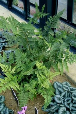 Shiny Bristle Fern - 6 Pack Of 1 Gallon Pots -Garden Plant Shop arachnoides davalliaeformis shiny bristle fern 4
