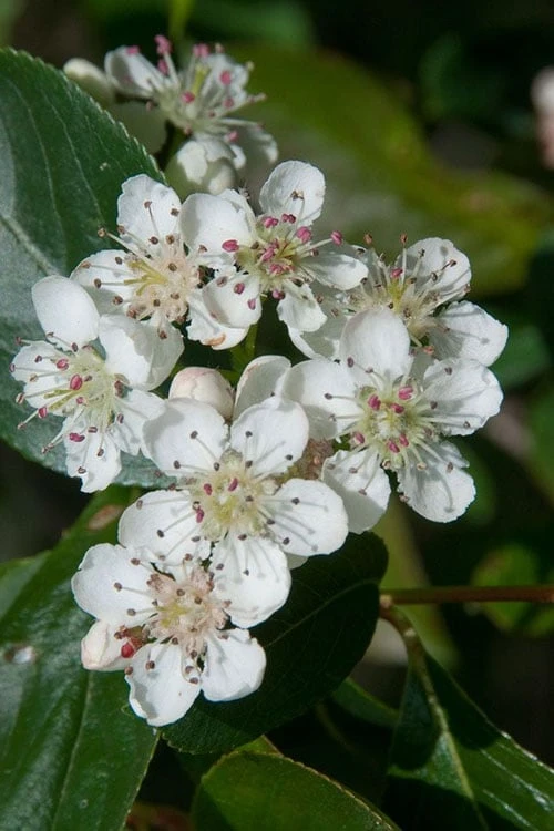 Red Chokeberry (Aronia arbutifolia) - 3 Gallon Pot Red Chokeberry (Aronia Arbutifolia) - 3 Gallon Pot -Garden Plant Shop aronia arbutifolia red chokeberry 1 2
