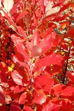 Red Chokeberry (Aronia Arbutifolia) - 3 Pack Of 1.5 Quart Pots -Garden Plant Shop aronia arbutifolia red chokeberry 3