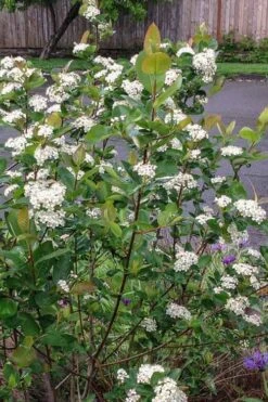Red Chokeberry (Aronia Arbutifolia) - 1 Gallon Pot -Garden Plant Shop aronia arbutifolia red chokeberry 4 1