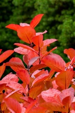 Black Chokeberry Bush (Aronia Melanocarpa ) - 3 Pack Of 1.5 Quart Pots 7 Black Chokeberry Bush (Aronia Melanocarpa ) - 3 Pack Of 1.5 Quart Pots -Garden Plant Shop aronia melanocarpa black chokeberry bush 10