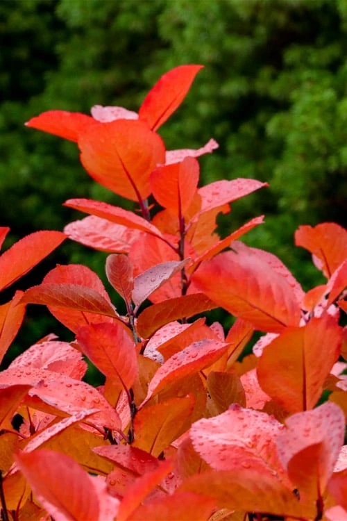 Black Chokeberry Bush (Aronia melanocarpa ) - 3 Pack of 1.5 Quart Pots Black Chokeberry Bush (Aronia Melanocarpa ) - 3 Pack Of 1.5 Quart Pots -Garden Plant Shop aronia melanocarpa black chokeberry bush 10