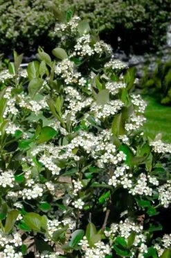 Black Chokeberry Bush (Aronia Melanocarpa ) - 3 Pack Of 1.5 Quart Pots 9 Black Chokeberry Bush (Aronia Melanocarpa ) - 3 Pack Of 1.5 Quart Pots -Garden Plant Shop aronia melanocarpa black chokeberry bush 2