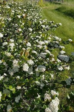 Black Chokeberry Bush (Aronia Melanocarpa ) - 3 Pack Of 1.5 Quart Pots 8 Black Chokeberry Bush (Aronia Melanocarpa ) - 3 Pack Of 1.5 Quart Pots -Garden Plant Shop aronia melanocarpa black chokeberry bush 4