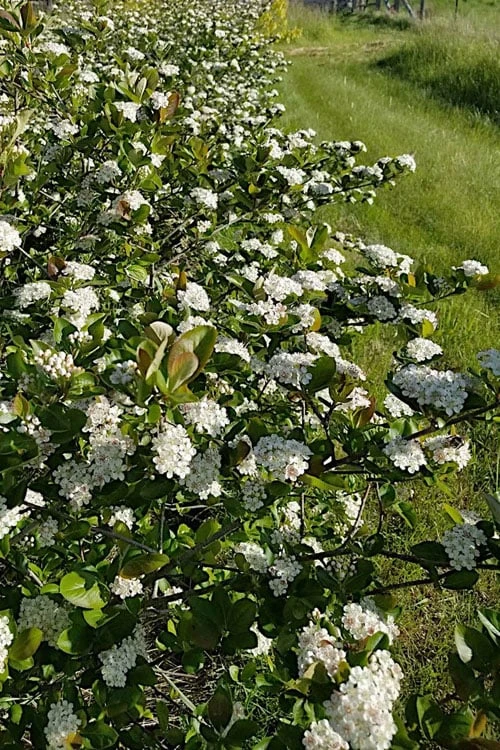 Black Chokeberry Bush (Aronia melanocarpa ) - 3 Pack of 1.5 Quart Pots Black Chokeberry Bush (Aronia Melanocarpa ) - 3 Pack Of 1.5 Quart Pots -Garden Plant Shop aronia melanocarpa black chokeberry bush 4