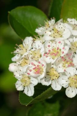 Black Chokeberry Bush (Aronia Melanocarpa ) - 3 Pack Of 1.5 Quart Pots 3 Black Chokeberry Bush (Aronia Melanocarpa ) - 3 Pack Of 1.5 Quart Pots -Garden Plant Shop aronia melanocarpa black chokeberry bush 6
