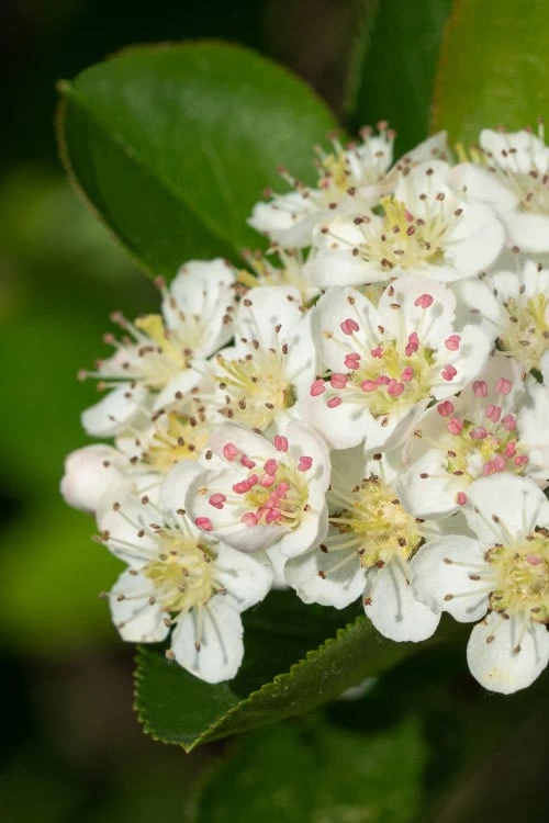 Black Chokeberry Bush (Aronia melanocarpa ) - 3 Pack of 1.5 Quart Pots Black Chokeberry Bush (Aronia Melanocarpa ) - 3 Pack Of 1.5 Quart Pots -Garden Plant Shop aronia melanocarpa black chokeberry bush 6