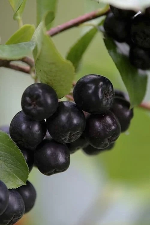 Black Chokeberry Bush (Aronia melanocarpa ) - 3 Pack of 1.5 Quart Pots Black Chokeberry Bush (Aronia Melanocarpa ) - 3 Pack Of 1.5 Quart Pots -Garden Plant Shop aronia melanocarpa black chokeberry bush 7