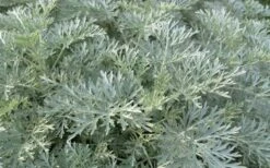 Powis Castle Artemisia - 1 Gallon Pot -Garden Plant Shop artemisia powis castle 1
