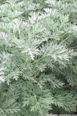 Powis Castle Artemisia - 5 Pack Of Quart Pots -Garden Plant Shop artemisia powis castle 14 1