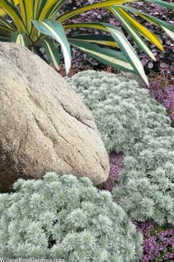 Silver Mound Artemisia - 5 Pack Of Quart Pots -Garden Plant Shop artemisia schmidtiana silver mound 12