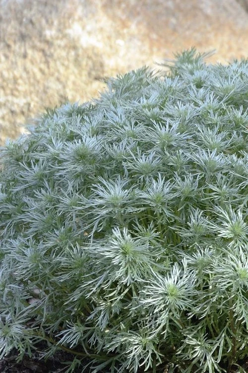 Silver Mound Artemisia - 1 Gallon Pot Silver Mound Artemisia - 1 Gallon Pot -Garden Plant Shop artemisia schmidtiana silver mound 4 1