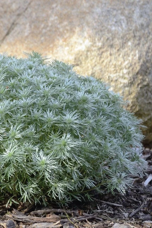 Silver Mound Artemisia - 1 Gallon Pot Silver Mound Artemisia - 1 Gallon Pot -Garden Plant Shop artemisia schmidtiana silver mound 5 1