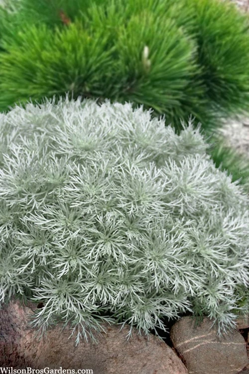 Silver Mound Artemisia - 1 Gallon Pot Silver Mound Artemisia - 1 Gallon Pot -Garden Plant Shop artemisia schmidtiana silver mound 9 1