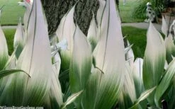 Snowcap Cast Iron Plant (Aspidistra Elatior 'Snowcap') - 3 Gallon Pot -Garden Plant Shop aspidistra elatior snow cap cast iron plant 2