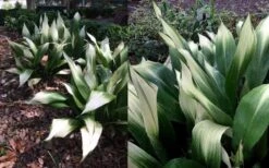 Snowcap Cast Iron Plant (Aspidistra Elatior 'Snowcap') - 3 Gallon Pot -Garden Plant Shop aspidistra elatior snow cap cast iron plant 4