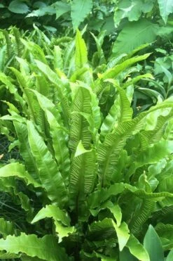 Hart's Tongue Fern (Asplenium Scolopendrium) - 1 Gallon Pot 3 Hart's Tongue Fern (Asplenium Scolopendrium) - 1 Gallon Pot -Garden Plant Shop asplenium scolopendrium harts tongue fern 3