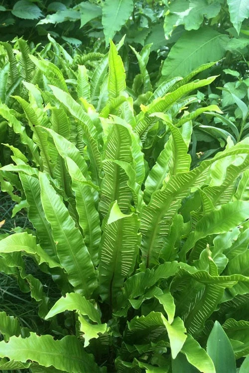 Hart's Tongue Fern (Asplenium scolopendrium) - 1 Gallon Pot Hart's Tongue Fern (Asplenium Scolopendrium) - 1 Gallon Pot -Garden Plant Shop asplenium scolopendrium harts tongue fern 3